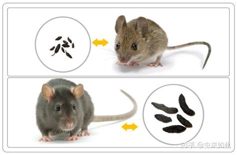 老鼠 屎|这7种害虫的粪便，你认识几种？